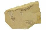 Dawn Redwood (Metasequoia) Fossils - Montana #165248-1